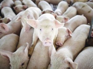 Обзор свиного рынка ЕС: спрос на убойных свиней продолжается